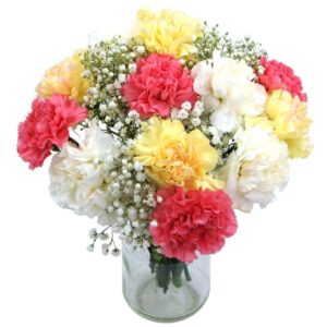 Mixed Carnations