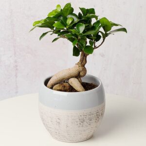 Bonsai Tree in Ceramic Pot