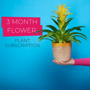 3 Month Plant Subscription